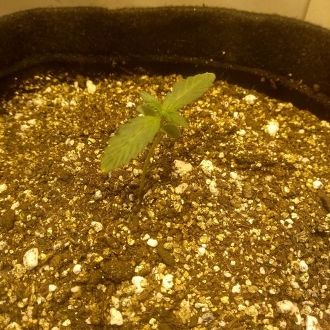 Lemon kush #1 growlog timeline photo