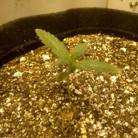 Lemon kush #1 growlog timeline photo