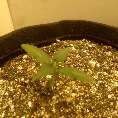Lemon kush #1 growlog timeline photo