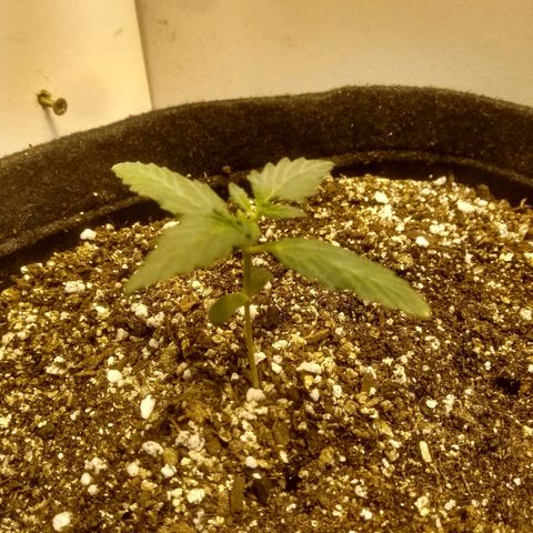 Lemon kush #1 growlog timeline photo