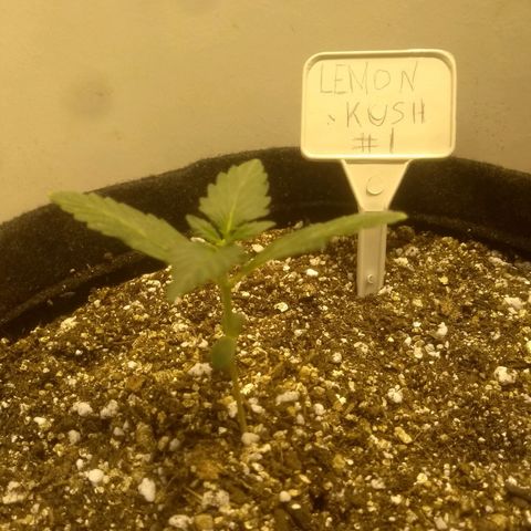 Lemon kush #1 growlog timeline photo