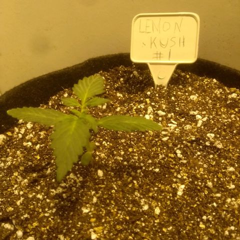 Lemon kush #1 growlog timeline photo