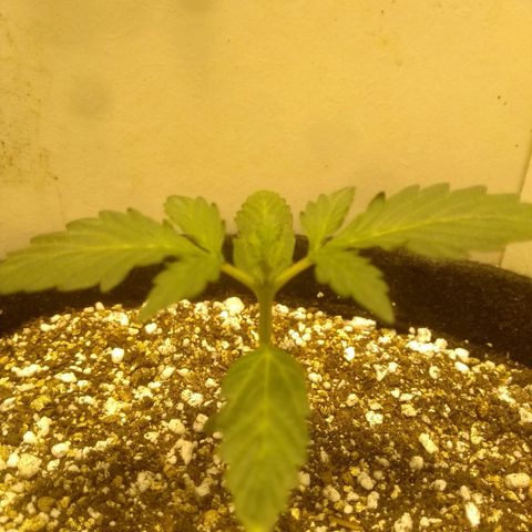 Lemon kush #1 growlog timeline photo