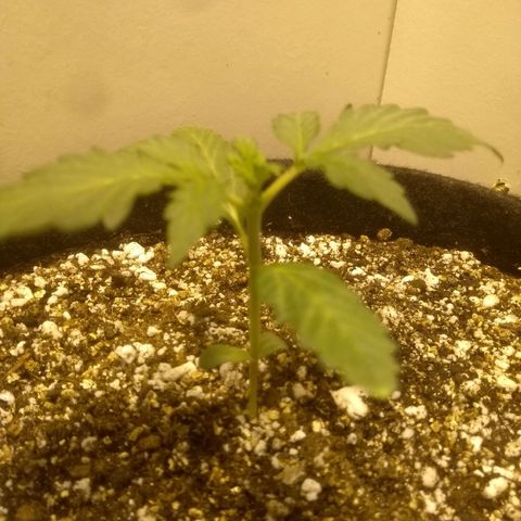 Lemon kush #1 growlog timeline photo