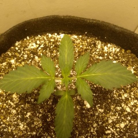Lemon kush #1 growlog timeline photo
