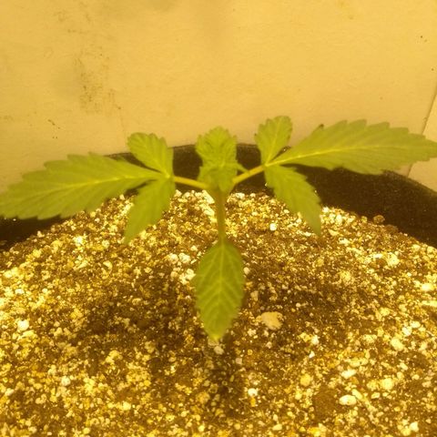 Lemon kush #1 growlog timeline photo