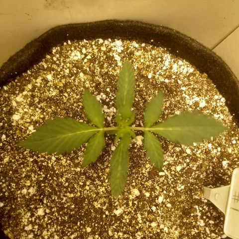 Lemon kush #1 growlog timeline photo