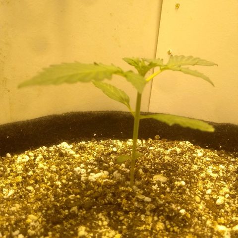 Lemon kush #1 growlog timeline photo