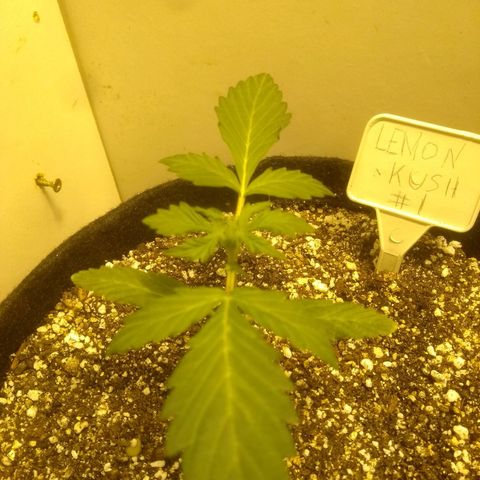 Lemon kush #1 growlog timeline photo