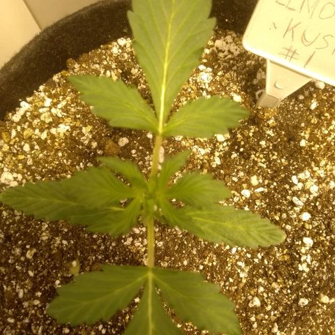 Lemon kush #1 growlog timeline photo