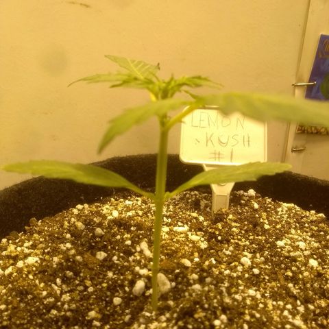 Lemon kush #1 growlog timeline photo