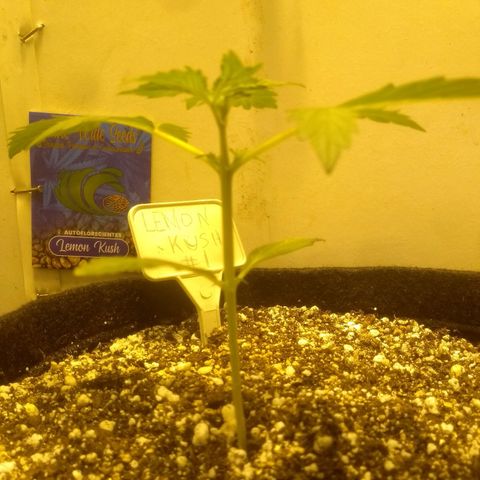 Lemon kush #1 growlog timeline photo