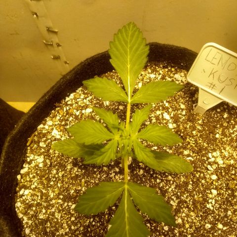 Lemon kush #1 growlog timeline photo