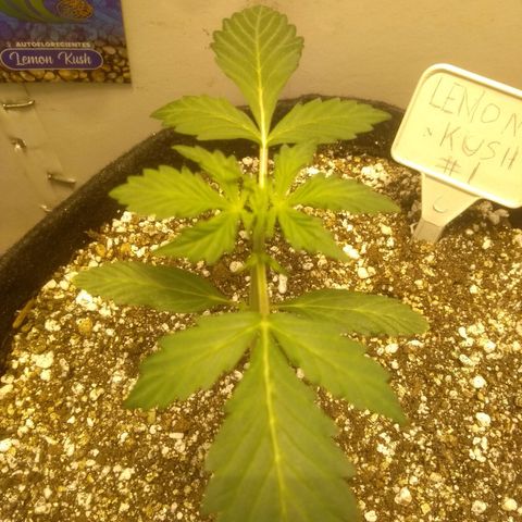 Lemon kush #1 growlog timeline photo