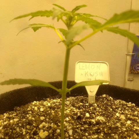 Lemon kush #1 growlog timeline photo