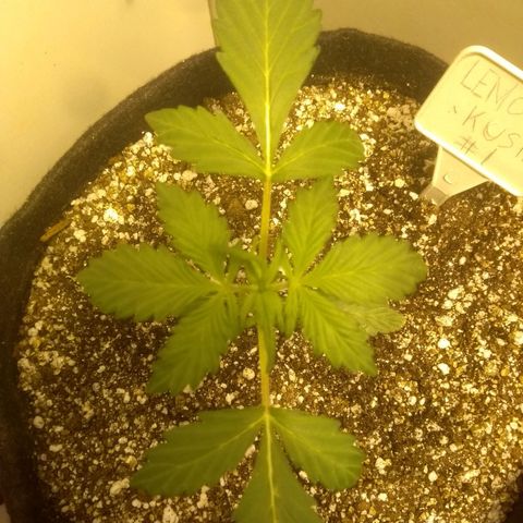 Lemon kush #1 growlog timeline photo