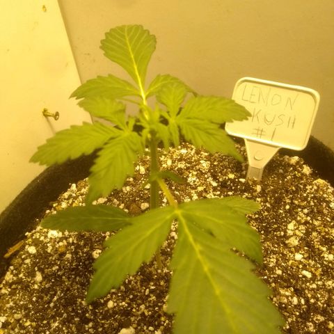 Lemon kush #1 growlog timeline photo