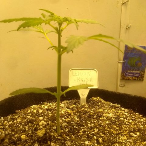Lemon kush #1 growlog timeline photo