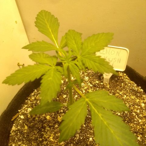 Lemon kush #1 growlog timeline photo