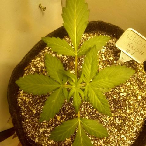 Lemon kush #1 growlog timeline photo