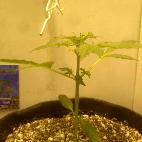 Lemon kush #1 growlog timeline photo