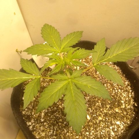 Lemon kush #1 growlog timeline photo