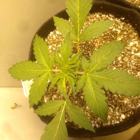 Lemon kush #1 growlog timeline photo