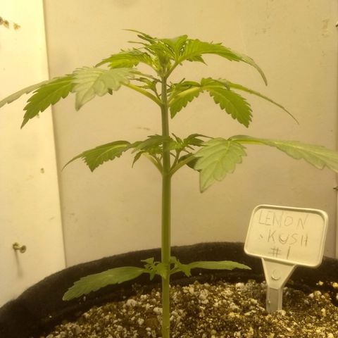 Lemon kush #1 growlog timeline photo
