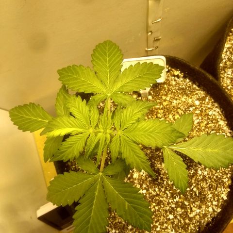 Lemon kush #1 growlog timeline photo
