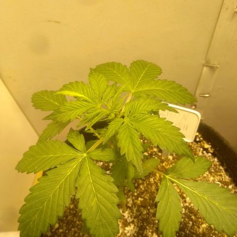 Lemon kush #1 growlog timeline photo