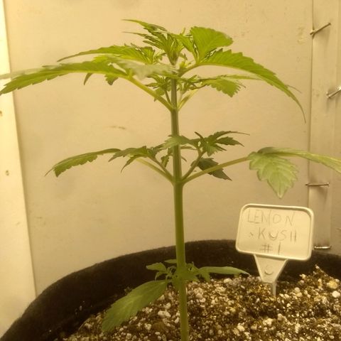 Lemon kush #1 growlog timeline photo
