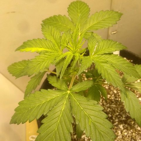 Lemon kush #1 growlog timeline photo