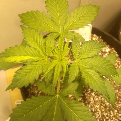 Lemon kush #1 growlog timeline photo