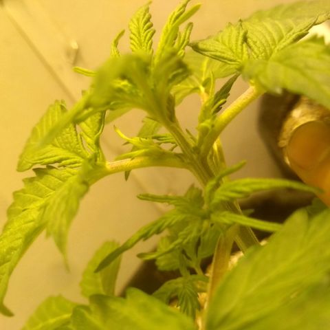 Lemon kush #1 growlog timeline photo