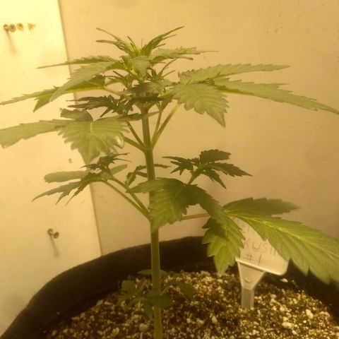Lemon kush #1 growlog timeline photo
