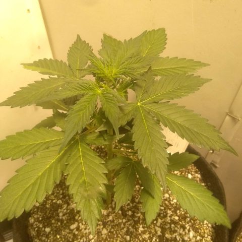 Lemon kush #1 growlog timeline photo