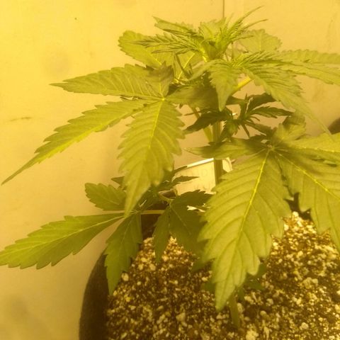 Lemon kush #1 growlog timeline photo