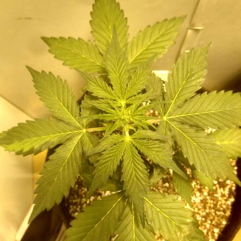 Lemon kush #1 growlog timeline photo