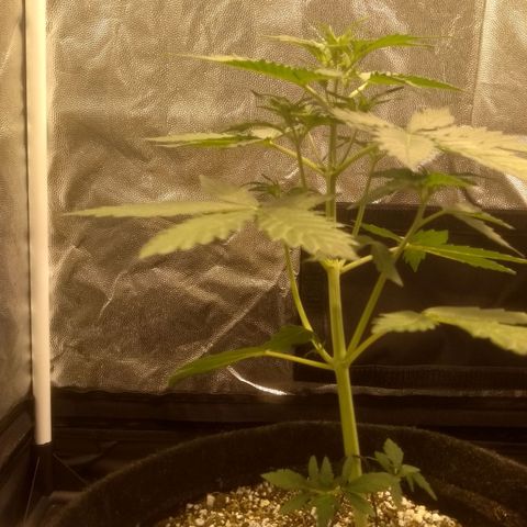 Lemon kush #1 growlog timeline photo