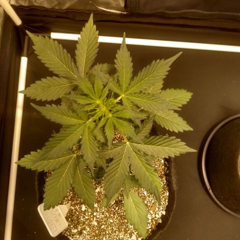 Lemon kush #1 growlog timeline photo