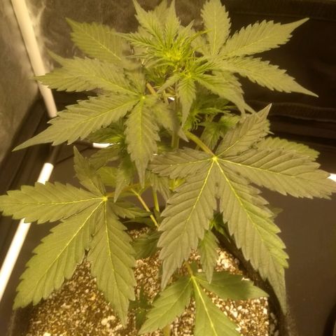 Lemon kush #1 growlog timeline photo