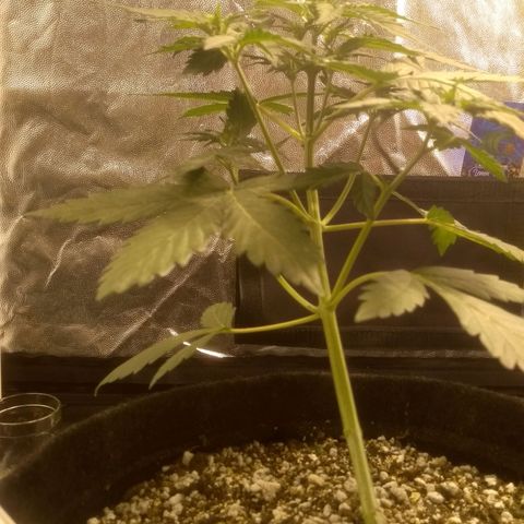 Lemon kush #1 growlog timeline photo