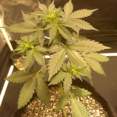 Lemon kush #1 growlog timeline photo