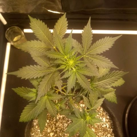 Lemon kush #1 growlog timeline photo