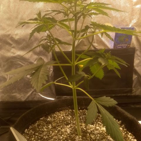 Lemon kush #1 growlog timeline photo