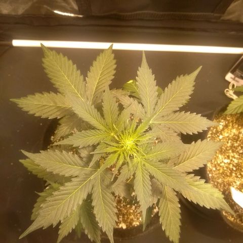 Lemon kush #1 growlog timeline photo
