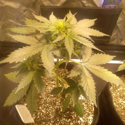 Lemon kush #1 growlog timeline photo