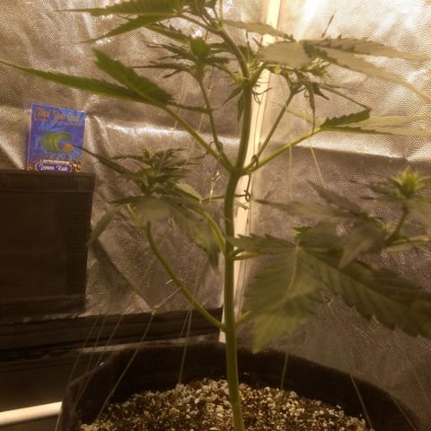 Lemon kush #1 growlog timeline photo