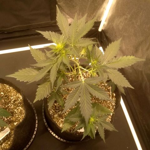 Lemon kush #1 growlog timeline photo