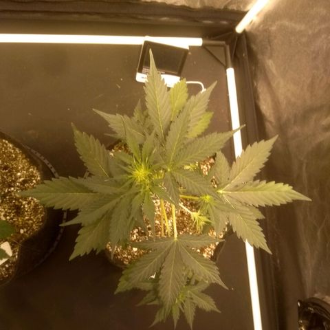 Lemon kush #1 growlog timeline photo